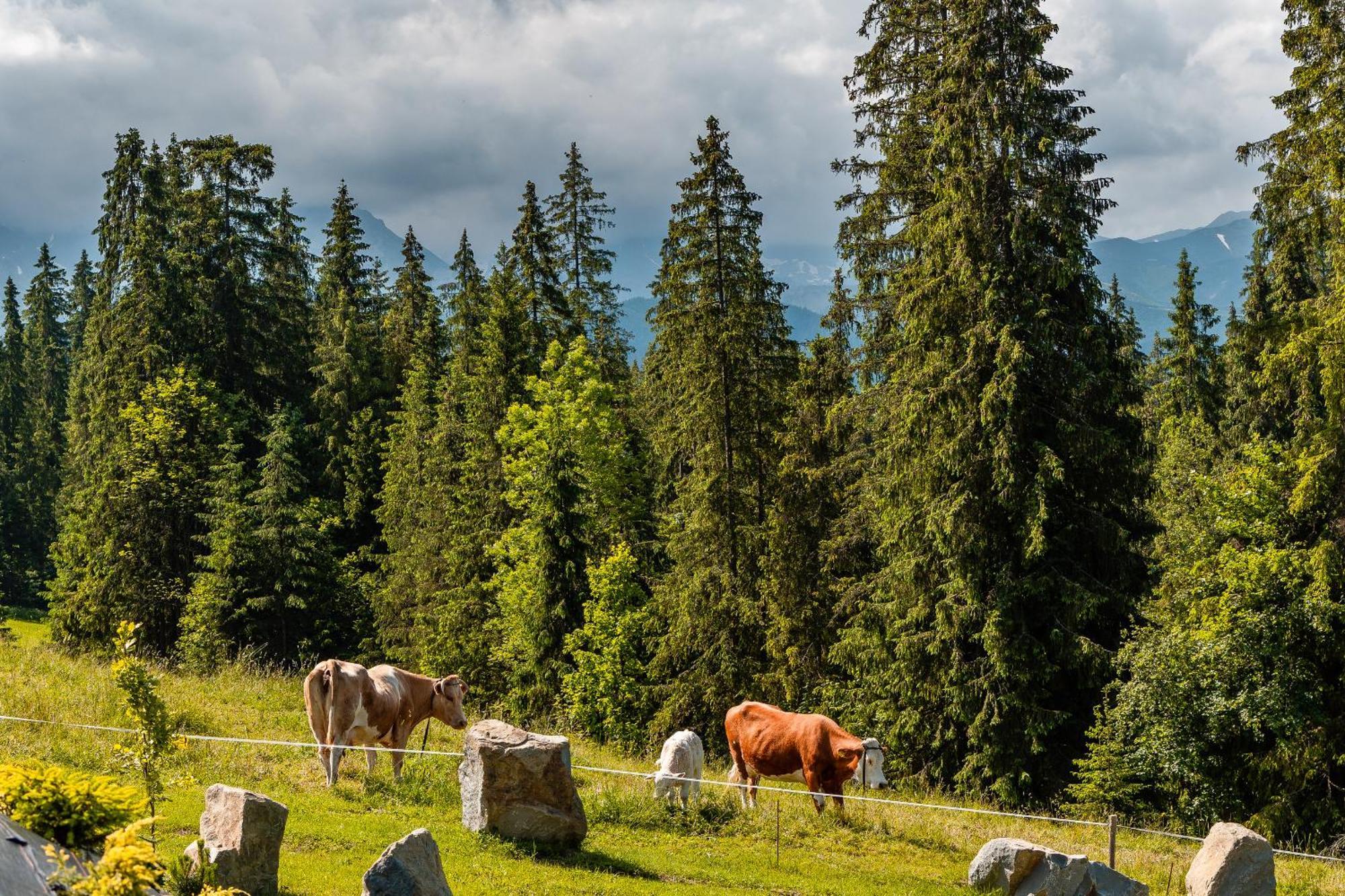 Smrekowa Ostoja Villa Poronin Bagian luar foto