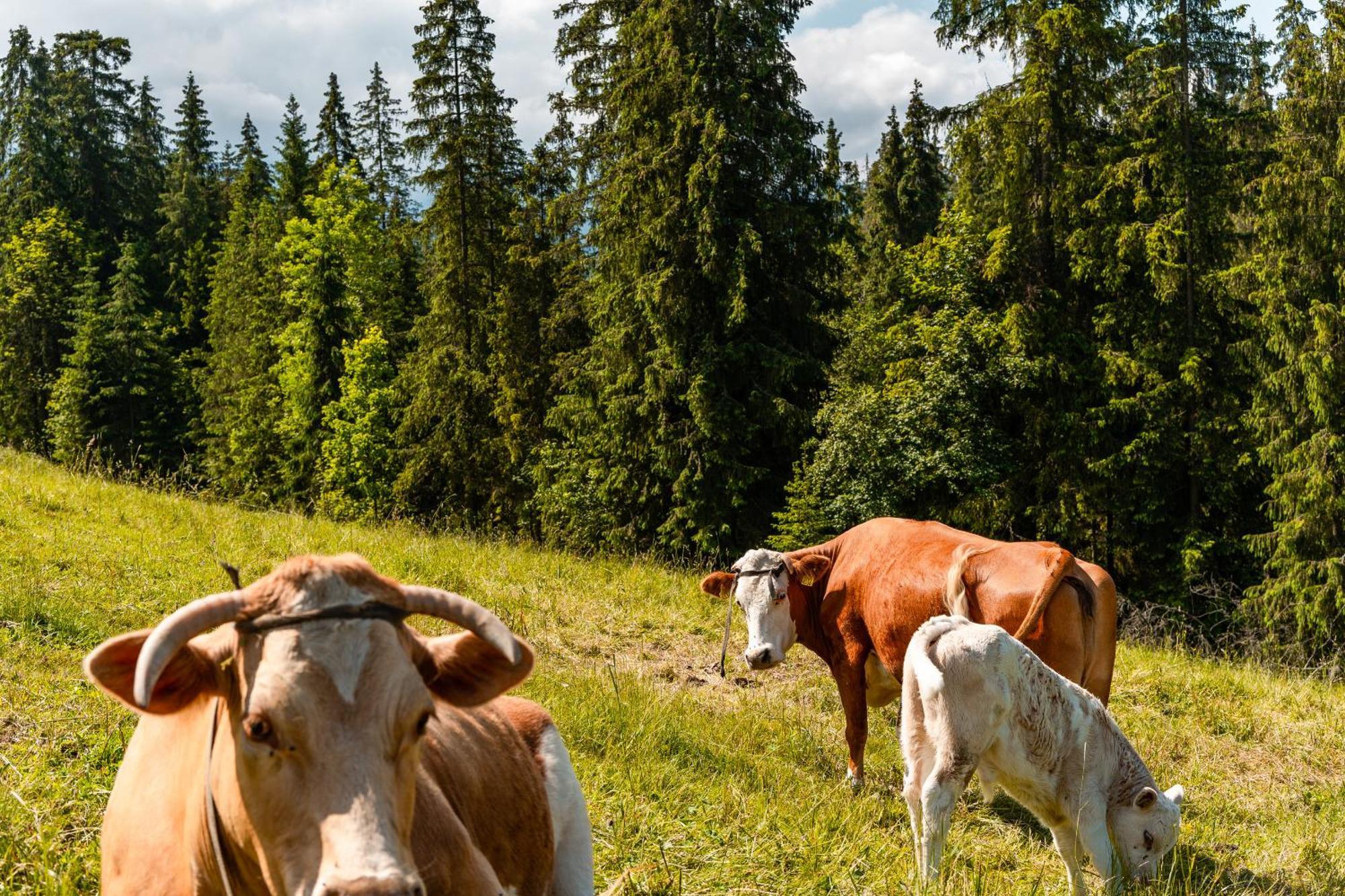 Smrekowa Ostoja Villa Poronin Bagian luar foto
